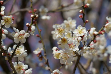 初春の訪れを知らせる可憐な梅の花が咲く
