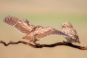 Fıghting birds. Little owls. Colorful nature background. Athene noctua.  