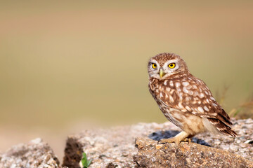 Owl. Colorful nature background. Bird: Little owl. Athene noctua.  