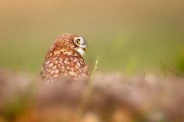 Owl. Colorful nature background. Bird: Little owl. Athene noctua.  