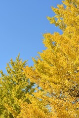 blue sky and yellow leaves of ginkgo