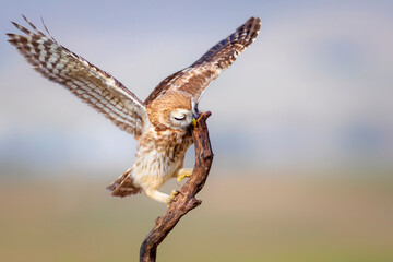 Little owl. Colorful nature background. Athene noctua.  
