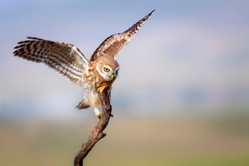 Little owl. Colorful nature background. Athene noctua.  
