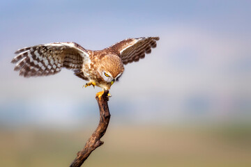 Little owl. Colorful nature background. Athene noctua.  