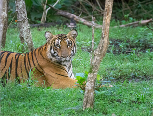 Fototapeta na wymiar Bengal tiger, also known as the Royal Bengal tiger,[3] is a tiger from a specific population of the Panthera tigris tigris subspecies that is native to the Indian subcontinent