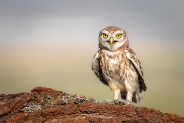 Little owl. Colorful nature background. Athene noctua.  