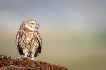 Owl. Colorful nature background. Bird: Little owl. Athene noctua.  