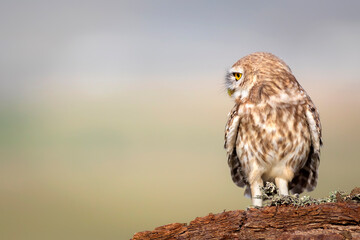 Owl. Colorful nature background. Bird: Little owl. Athene noctua.  