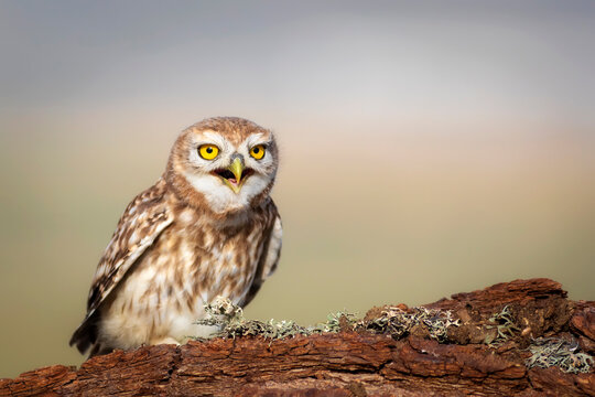 Little owl. Colorful nature background. Athene noctua.  