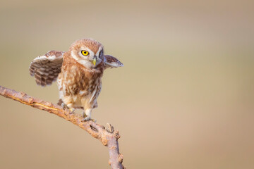 Little owl. Colorful nature background. Athene noctua.  