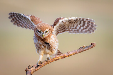 Little owl. Colorful nature background. Athene noctua.  