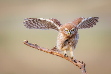 Little owl. Colorful nature background. Athene noctua.  