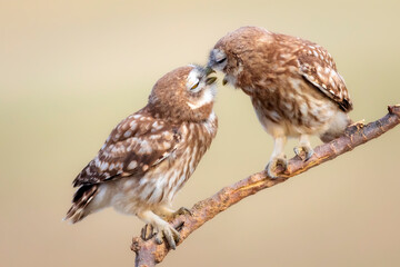 Cute little owls. Colorful nature background. Athene noctua.  