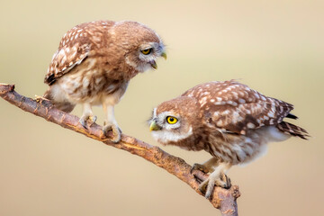 Little owls. Colorful nature background. Athene noctua.  
