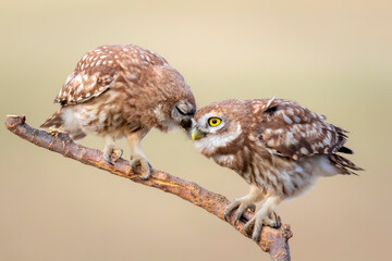 Cute little owls. Colorful nature background. Athene noctua.  