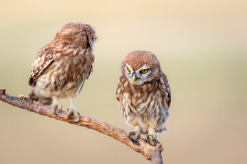 Little owls. Colorful nature background. Athene noctua.  