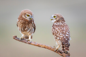 Little owls. Colorful nature background. Athene noctua.  