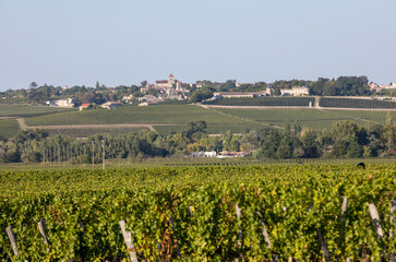 Ripe red  grapes on rows of vines in a vienyard before the wine harvest in Saint Emilion region....