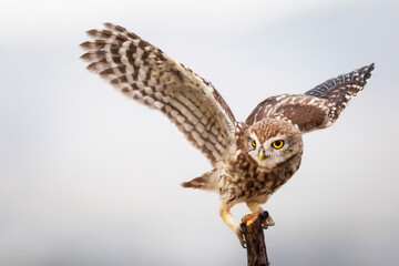 Little owl. Colorful nature background. Athene noctua.  