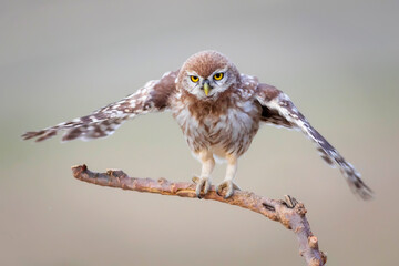 Owl. Colorful nature background. Bird: Little owl. Athene noctua.  