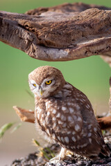 Little owl. Colorful nature background. Athene noctua.  