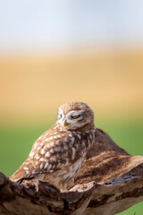 Owl. Colorful nature background. Bird: Little owl. Athene noctua.  