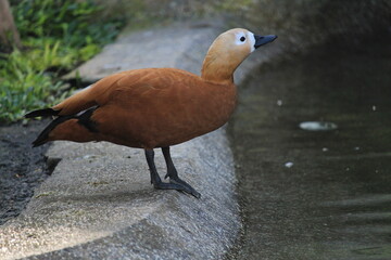 Brown Duck