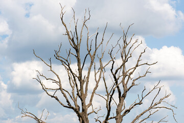 Branches of the tree. Out line of dry tree branch against a blue autumn sky background