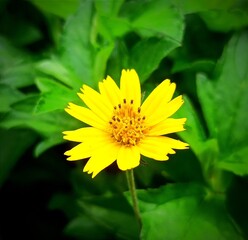 yellow flower