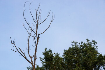 dry trunk of an old tree, against the background of the sky and trees