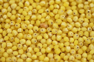  hulled millet (Panicum miliaceum) grains