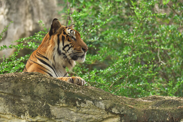 Obraz premium Rest time of the tiger on the stone. I think he very happy.