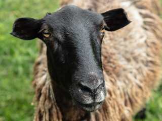 Fototapeta premium Close-up of the black face of a sheep. The gaze of the orange eyes is directed at the camera. A mountain pasture. The concept of animal husbandry.