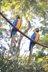 Blue and Yellow Macaw