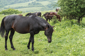 Close-up of a black horse leaning his head sideways to the frame. A mountain pasture. The concept of livestock breeding.