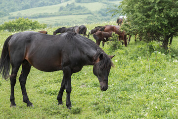 Close-up of a black horse leaning his head sideways to the frame. A mountain pasture. The concept...