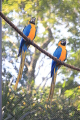 Blue and Yellow Macaw