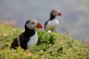 puffin standing on a rock cliff . fratercula arctica
