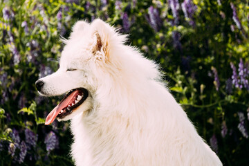 Funny Young White Samoyed Dog Or Bjelkier, Smiley, Sammy Sitting In Green Summer Meadow Grass With Purple Blooming Flowers. Close Up Portrait