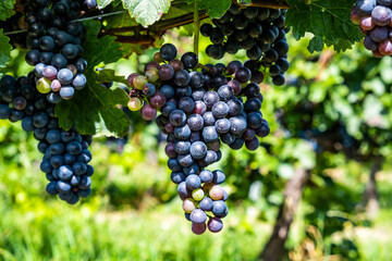 blue merlot grapes in green vineyard