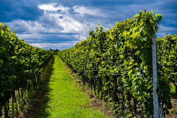 Fototapeta na wymiar green vineyards rows in summer time