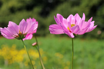 秋桜 コスモス 鮮やか はなびら  花畑 美しい グリーン 綺麗 青空ピンク  晴れた
