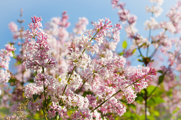 Beautiful pink lilac branch with flowers and buds in the summer garden