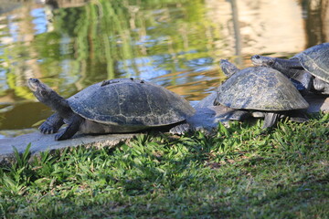 Obraz premium Yellow-spotted river turtle