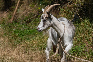 Grey goat at the pasture at the sunny summer