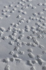 Patterned duck tracks on freshly fallen snow vertical orientation