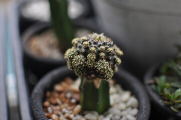 Gymnocalycium grafted cactus in a pot
