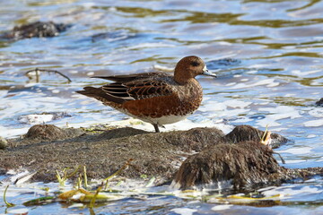 Anas penelope. The duck is standing on a hummock in the middle of the water