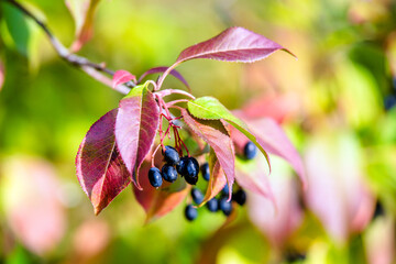 Dogwood berries on the branches in autumn