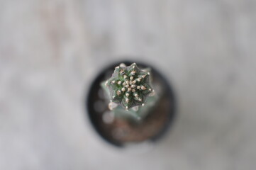 Gymnocalycium grafted cactus in a pot